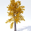 Arbor Tree with Lush Golden Yellow Leaves and Tall Brown Trunk