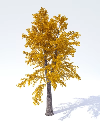 Arbor Tree with Lush Golden Yellow Leaves and Tall Brown Trunk 3d model