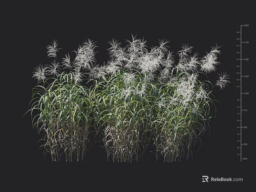 Herbaceous Plants With Green Leaves And White Feathery Flowers On Black Background With Height Scale 3d model 