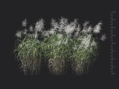 Herbaceous Plants With Green Leaves And White Feathery Flowers On Black Background With Height Scale 3d model