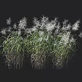 Herbaceous Plants With Green Leaves And White Feathery Flowers On Black Background With Height Scale