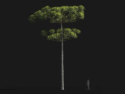 Tall Tropical Tree with Slender Trunk and Lush Green Foliage Beside Human Silhouette for Scale 3d model