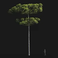 Tall Tropical Tree with Slender Trunk and Lush Green Foliage Beside Human Silhouette for Scale