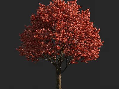 Vibrant Red Leaf Tree With Dense Canopy Standing Against Dark Background 3d model