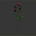 Beautiful Pink Roses With Green Leaves On Single Stem Against Gray Background