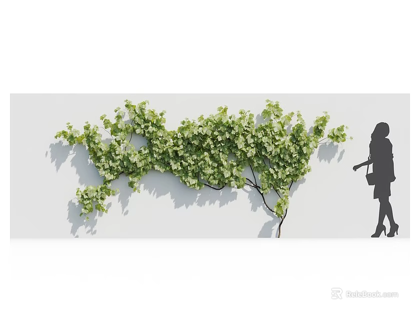 Lush Green Vine Growing On White Wall With Woman Silhouette Standing Nearby 3d model 