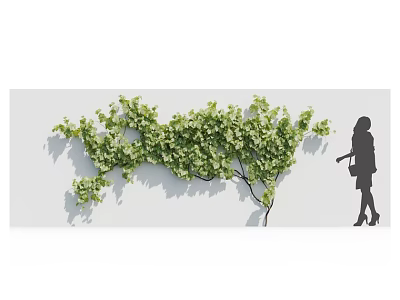 Lush Green Vine Growing On White Wall With Woman Silhouette Standing Nearby 3d model