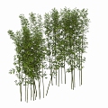 Bamboo Landscape Bamboo Luohan Bamboo Xiangfei Bamboo Courtyard Bamboo Garden Forest Bamboo 3d model