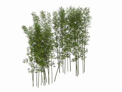 Lush Green Bamboo Grove With Tall Slender Stems And Fresh Foliage Growing In Natural Cluster 3d model