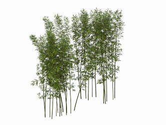 Bamboo Landscape Bamboo Luohan Bamboo Xiangfei Bamboo Courtyard Bamboo Garden Forest Bamboo 3d model