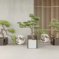 Bonsai Trees In Square Planters With Moon Decorations Gray Wall And Wooden Slats