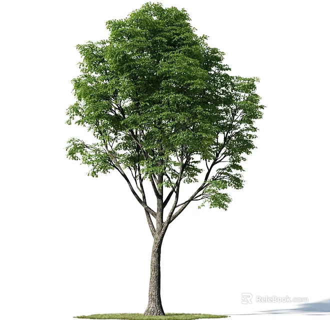 Lush Green Arbor With Dense Foliage And Sturdy Trunk Structure 3d model 