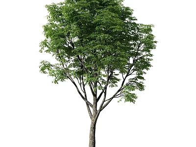 Lush Green Arbor With Dense Foliage And Sturdy Trunk Structure 3d model