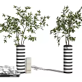 Black and White Striped Vases with Green Leafy Plants in Minimalist Decorative Arrangement with Books