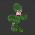 Lotus Plants With Pink Flowers And Green Leaves On Dark Background With Reflection