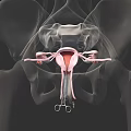 3D Medical Anatomy Illustration of Female Reproductive Organs Displaying Uterus Fallopian Tubes and Ovaries