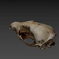 Realistic Wildlife Animal Skull With Natural Bone Texture And Anatomical Features