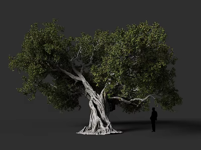 Large Arbor with Thick Trunk Exposed Roots Lush Foliage Person Standing Beside Size Comparison 3d model