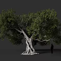 Large Arbor with Thick Trunk Exposed Roots Lush Foliage Person Standing Beside Size Comparison