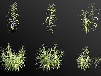 flowering and leafy arundo aquatic plants 3d model