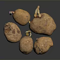 Organic Multiple Sprouting Potatoes With Fresh Sprouts And Natural Brown Skin