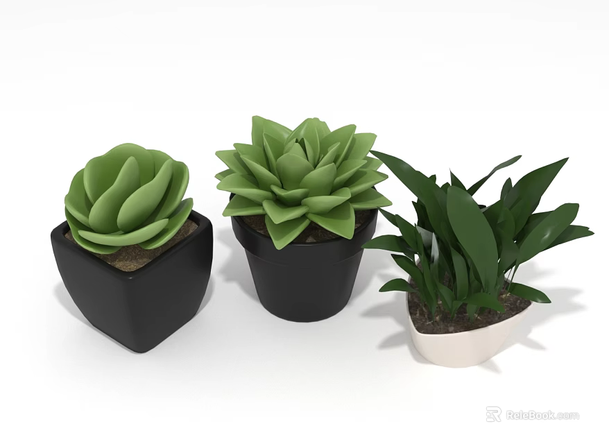 Three Potted Succulents And Leafy Green Plants In Black And White Pots 3d model 