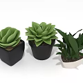 Three Potted Succulents And Leafy Green Plants In Black And White Pots