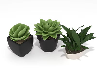 Three Potted Succulents And Leafy Green Plants In Black And White Pots 3d model