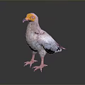 White Bird With Yellow Head And Black Wings Standing On Gray Background