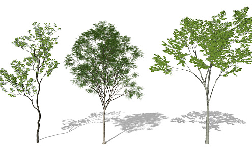 Modern Tree Landscape Tree Landscape Plants Sophora japonica 3d model