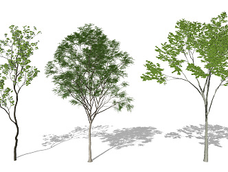 Modern Tree Landscape Tree Landscape Plants Sophora japonica 3d model