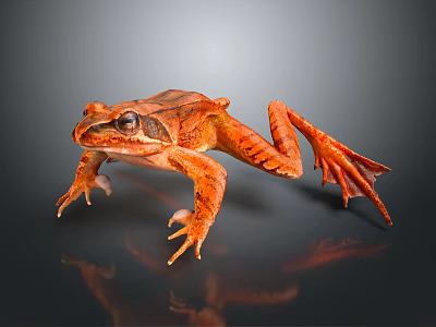 Vibrant Orange Striped Frog Leaping On Dark Background With Reflection 3d model
