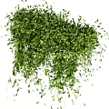 Lush Green Vines With Hanging Leaves And Various Decorative Creeping Forms