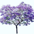 Lush Tree With Vibrant Purple Flowers Blooming On Tall Straight Trunk