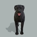 Realistic Black Labrador Dog Standing On Gray Background With Tongue Out
