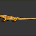 Lizard Anime Lizard Cartoon Lizard Reptile Cold Blooded Animal Reptile 3d model