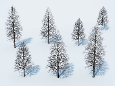 Deciduous Trees in Snowy Landscape with Bare Branches and Long Shadows 3d model