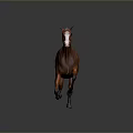 Brown Horse With White Face Mane And Tail Running On Gray Background