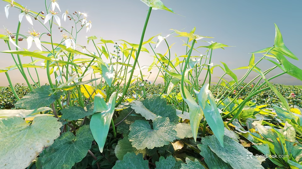 Lush Green Leafy Plants With White Flowers Blooming In Sunny Natural Setting 3d model 