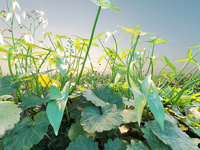 Lush Green Leafy Plants With White Flowers Blooming In Sunny Natural Setting 3d model