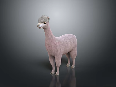 Pink Alpaca Stuffed Toy Living Product on Gray Background with Reflective Floor 3d model