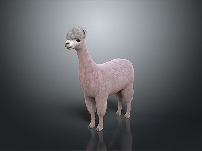 alpaca wool llama alpaca camel sheep humpless moose animal 3d model