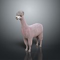 alpaca wool llama alpaca alpaca camel sheep humpless moose animal 3d model