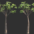 Two Trees with Lush Green Leaves and Brown Trunks Against Black Background 3d model