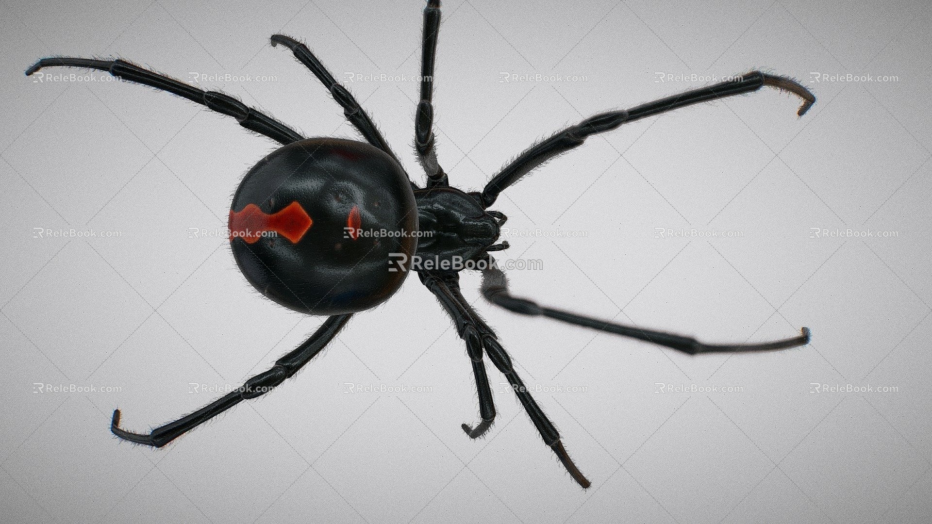 Black spider with binding crawling animation 3d model