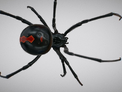 Black spider with binding crawling animation model