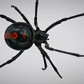 Black spider with binding crawling animation 3d model