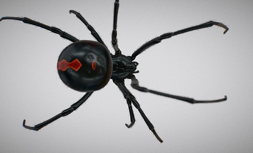 Black spider with binding crawling animation 3d model