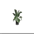 Large Leaf Potted Plant With Green White Variegated Foliage In Black Modern Pot