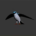 Flying blue and white bird with black wings and red claws in grey gradient background